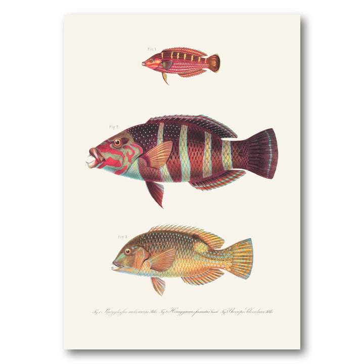 Indo-Pacific Wrasse No. 28 Art Print