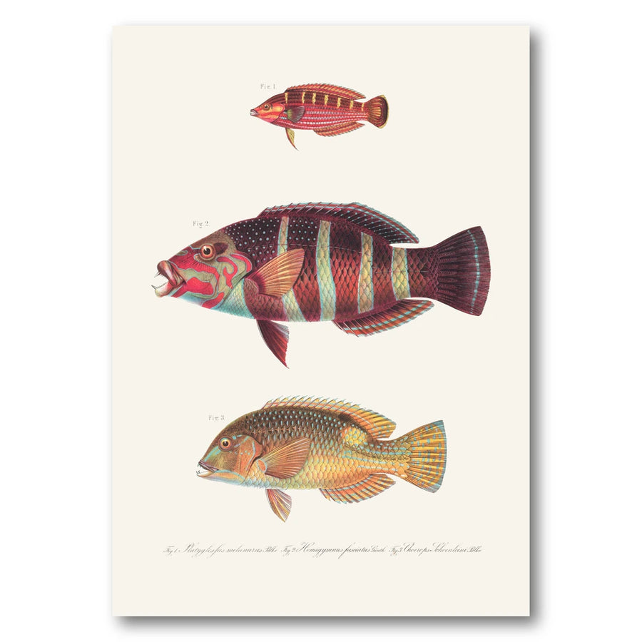 Indo-Pacific Wrasse No. 28 Art Print