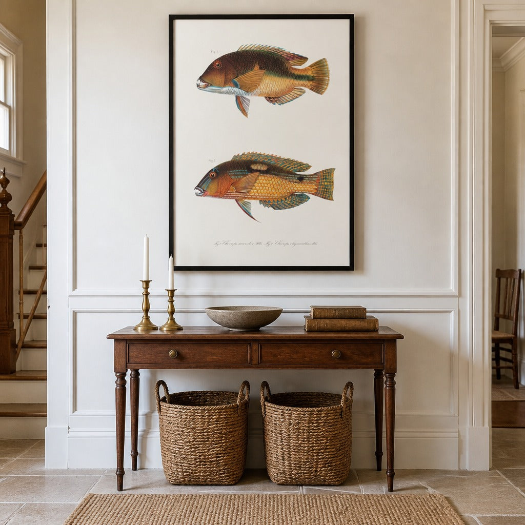 Indo-Pacific Wrasse No. 29 vintage fish art print framed in a traditional home