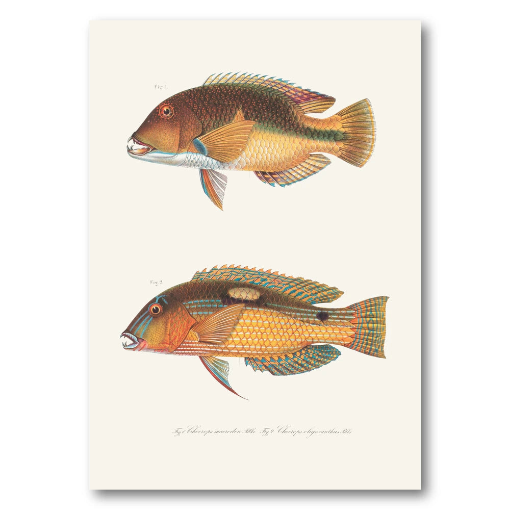 Indo Pacific Wrasse No 29 Art Print