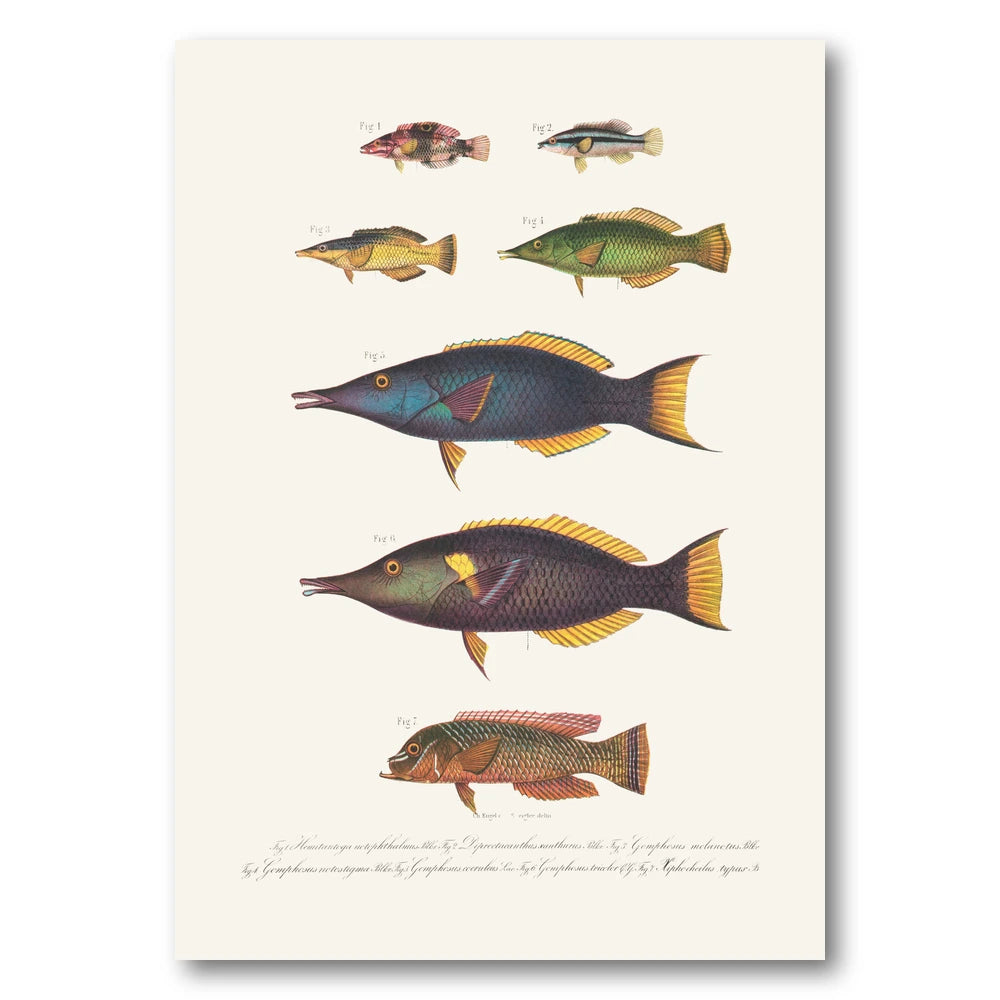 Indo-Pacific Wrasse No. 3 Art Print