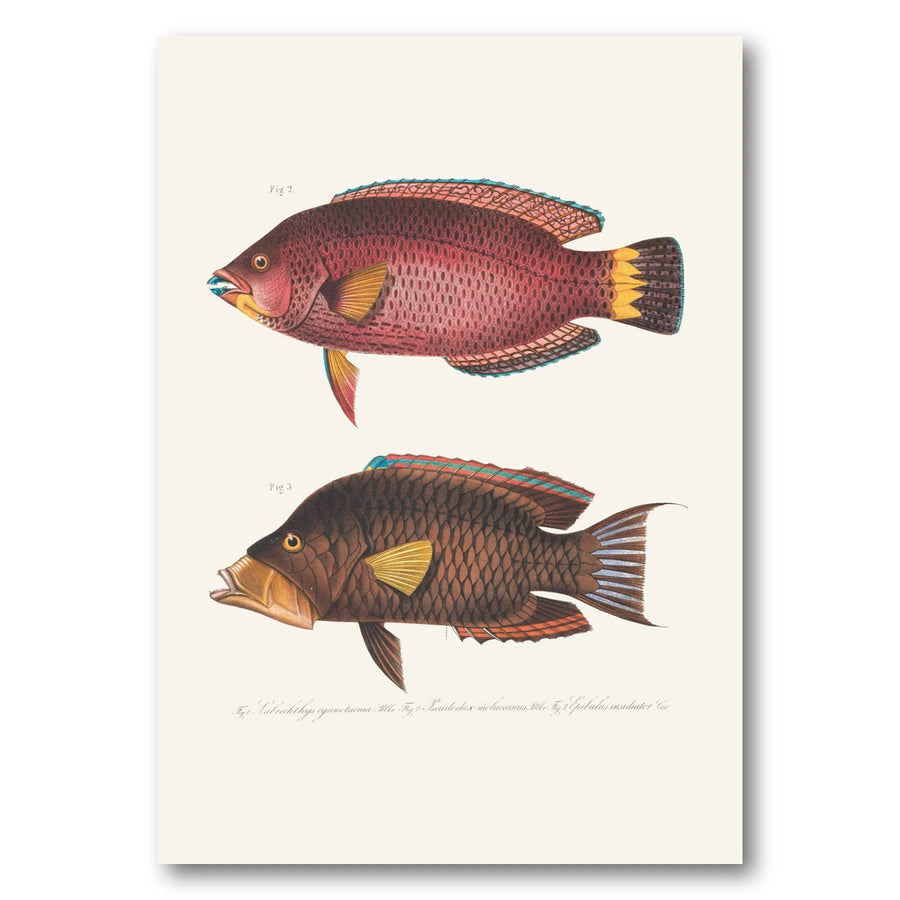 Indo Pacific Wrasse No 4 Art Print