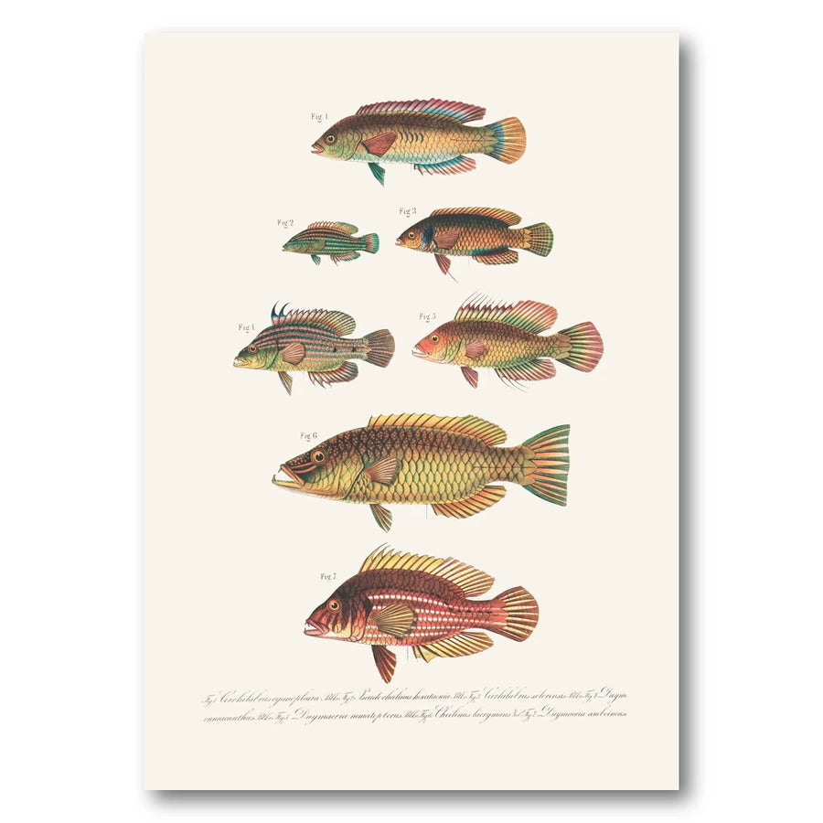 Indo Pacific Wrasse No 5 Art Print