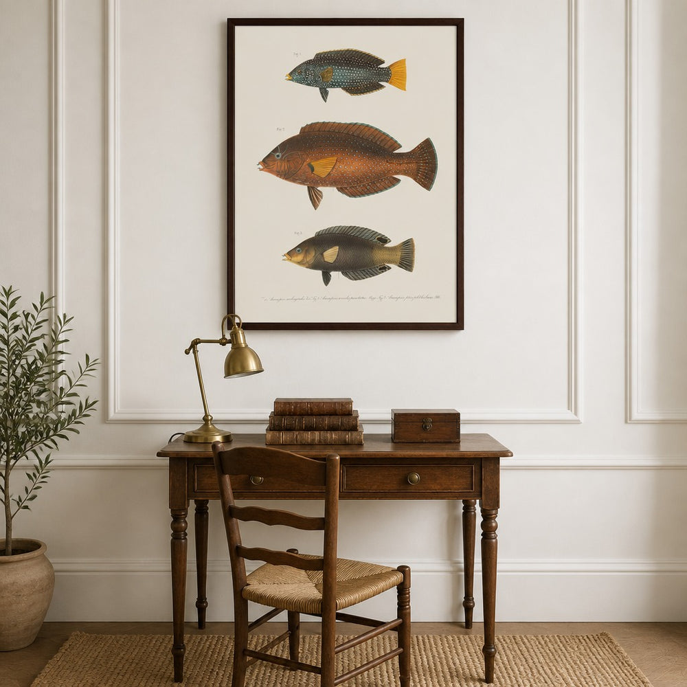 Indo-Pacific Wrasse No. 6 vintage fish art print framed in a traditional home