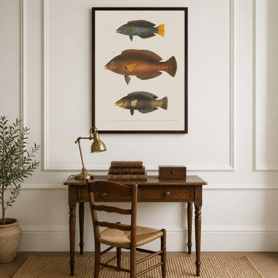Indo-Pacific Wrasse No. 6 Art Print in a room setting