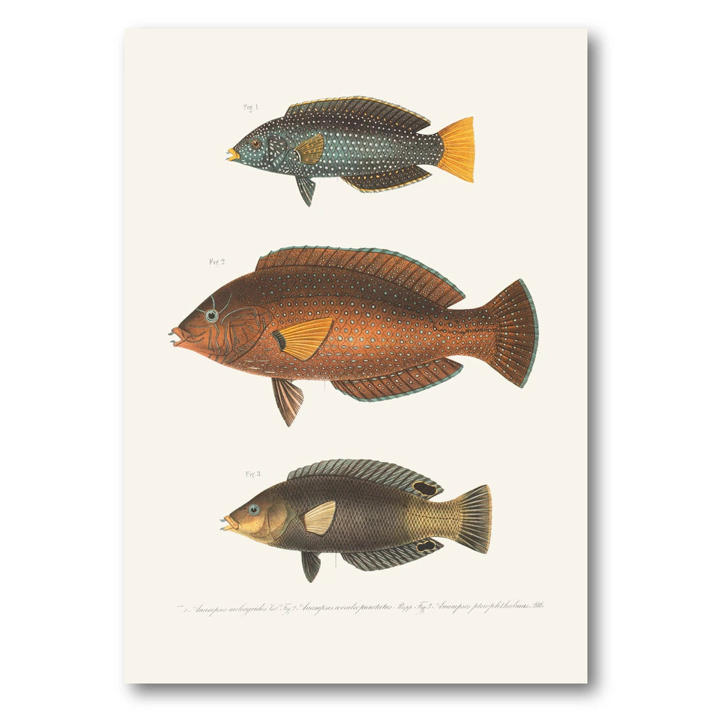 Indo-Pacific Wrasse No. 6 Art Print