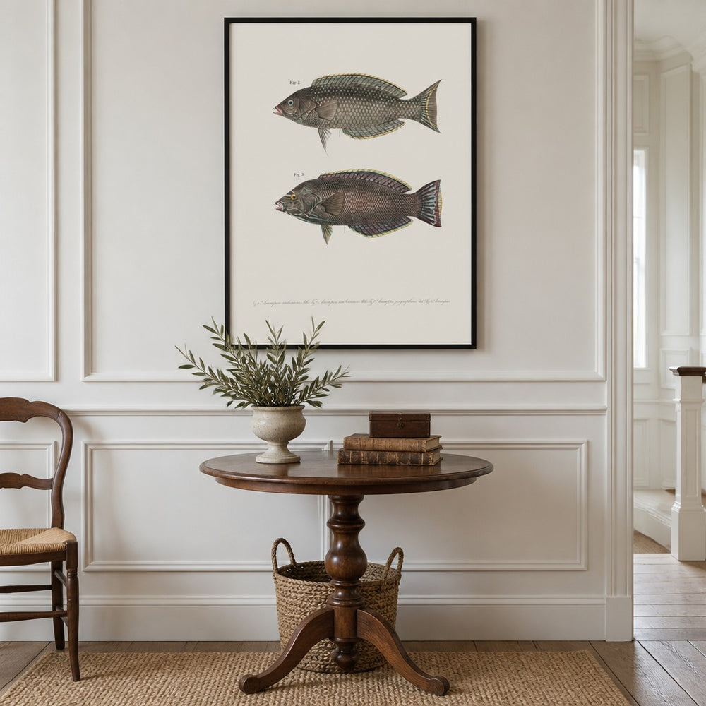 Indo-Pacific Wrasse No. 7 vintage fish art print framed in a traditional home