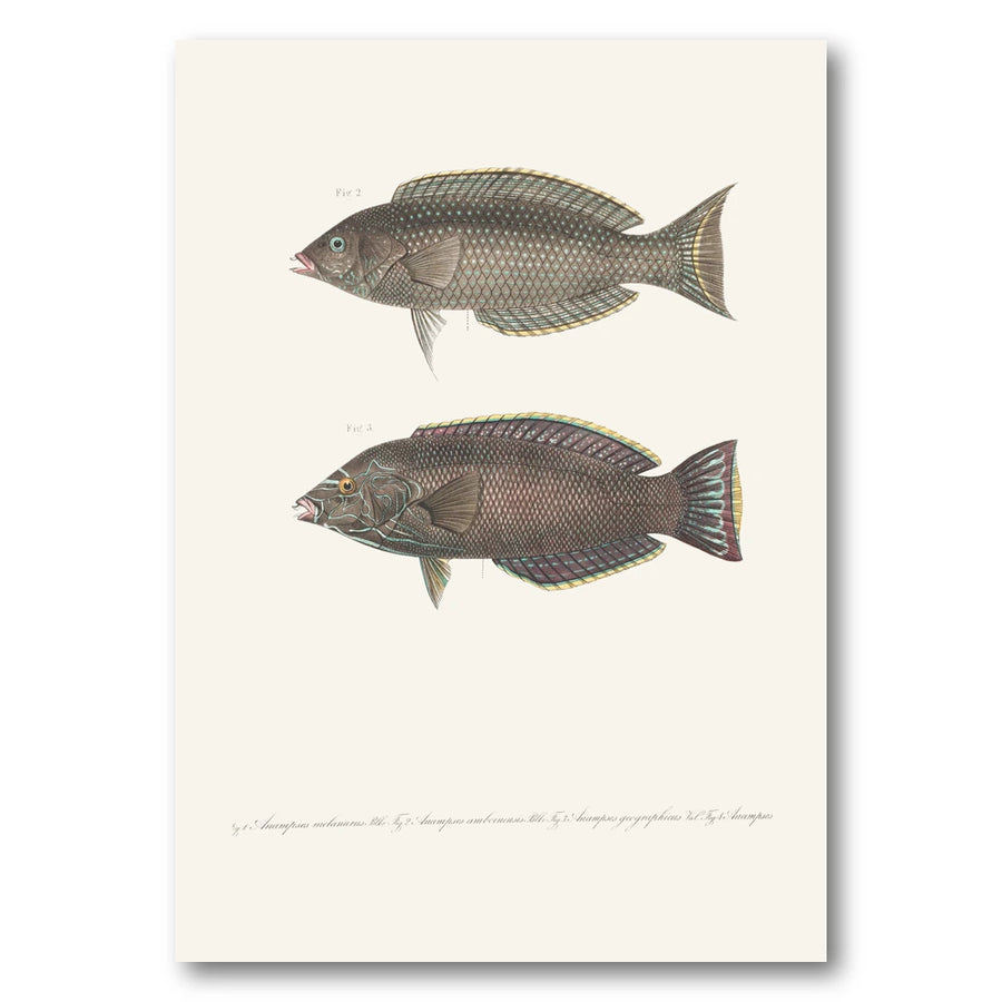 Indo-Pacific Wrasse No. 7 Art Print