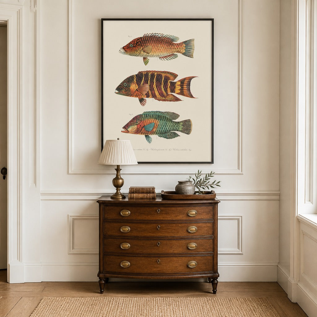 Indo-Pacific Wrasse No. 8 vintage fish art print framed in a traditional home