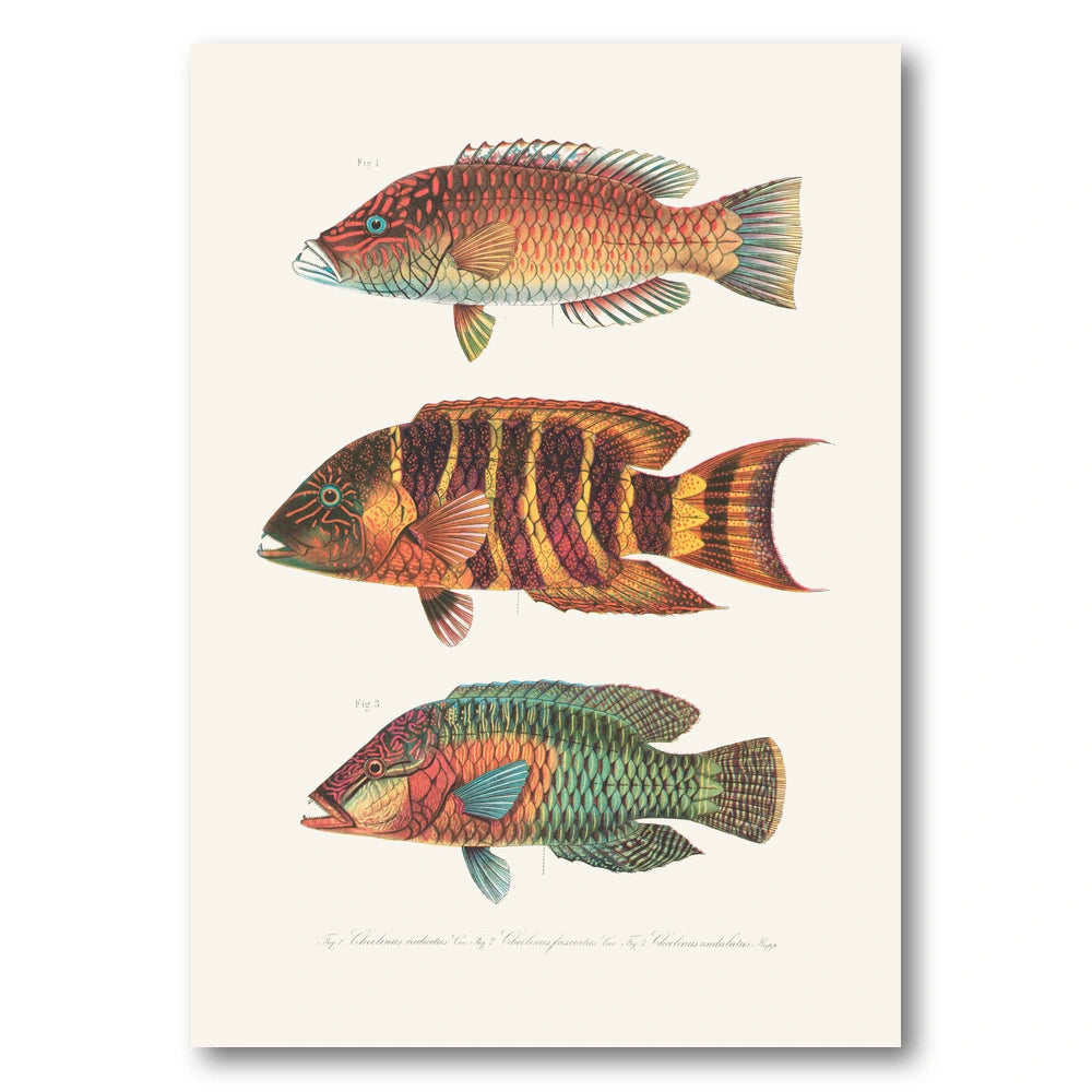 Indo-Pacific Wrasse No. 8 Art Print
