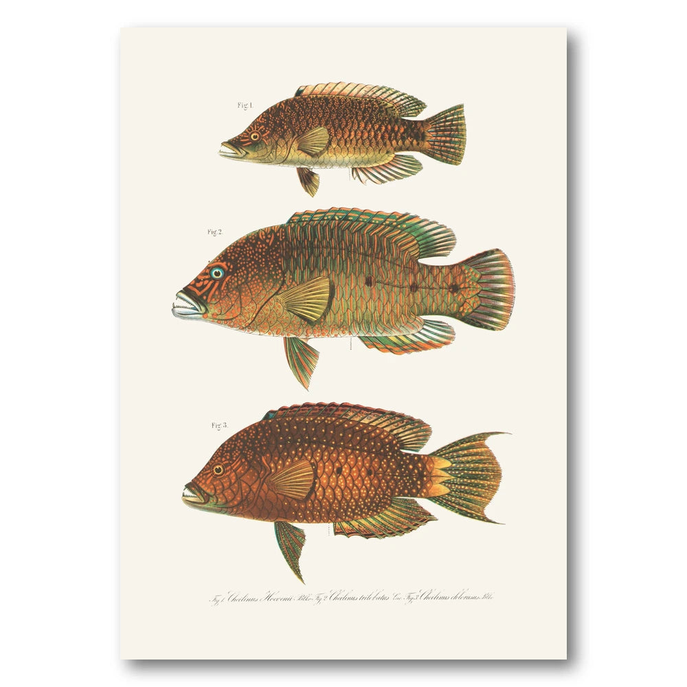 Indo Pacific Wrasse No 9 Art Print