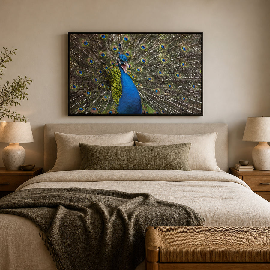Majestic Peafowl Display Photo Print in a room setting
