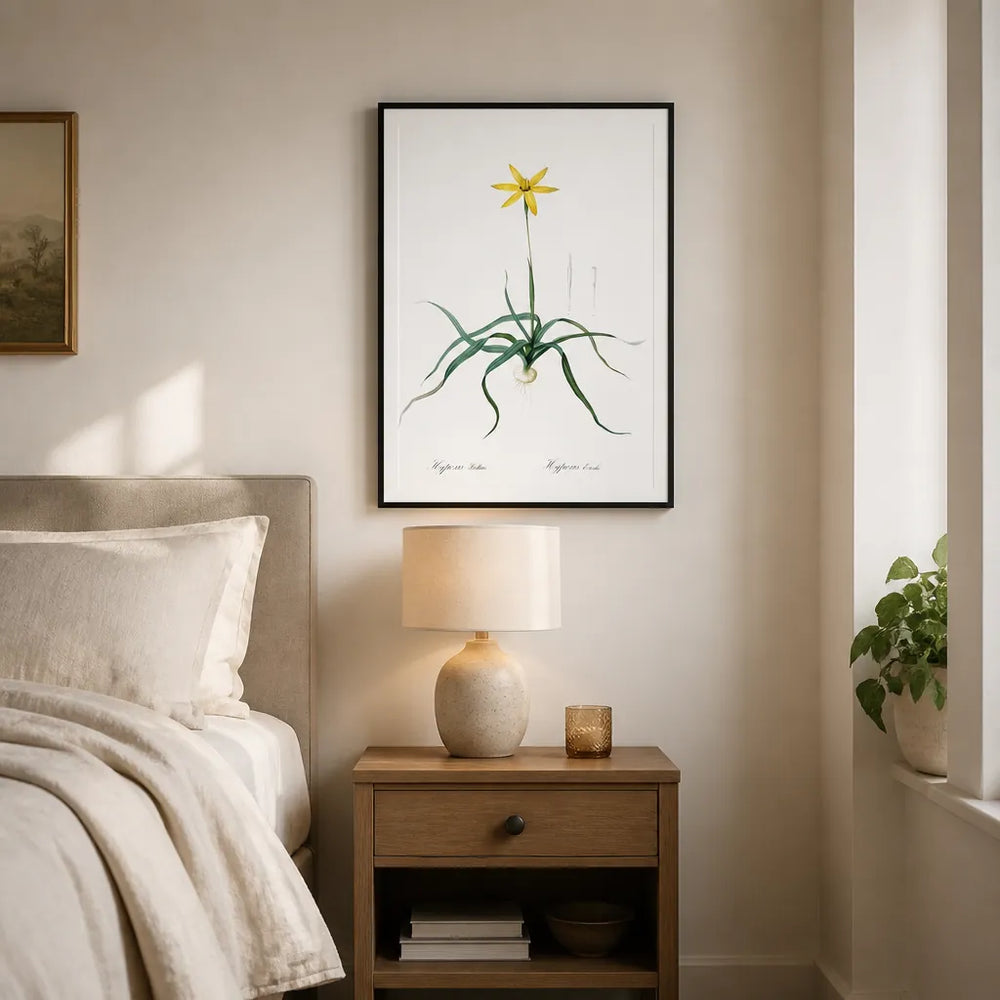 Room mockup featuring Hypoxis stellata by Pierre-Joseph Redouté Art Print