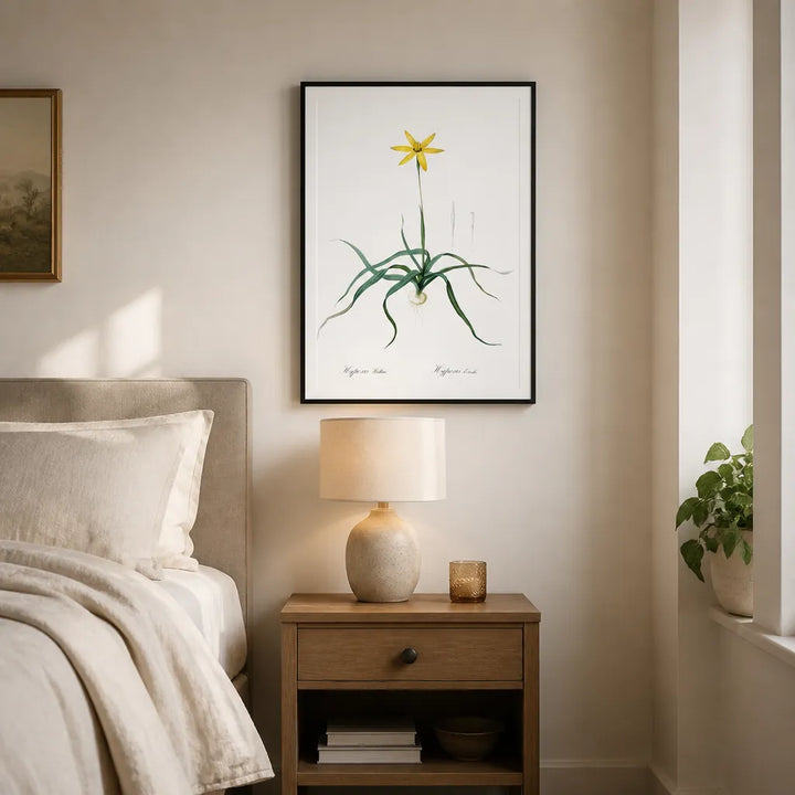 Room mockup featuring Hypoxis stellata by Pierre-Joseph Redouté Art Print