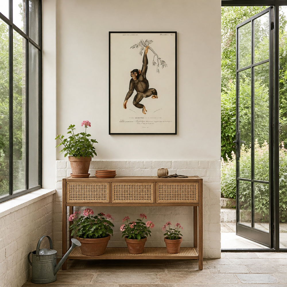 Room mockup featuring Chimpanzee Illustration by Charles Dessalines D Orbigny Art Print