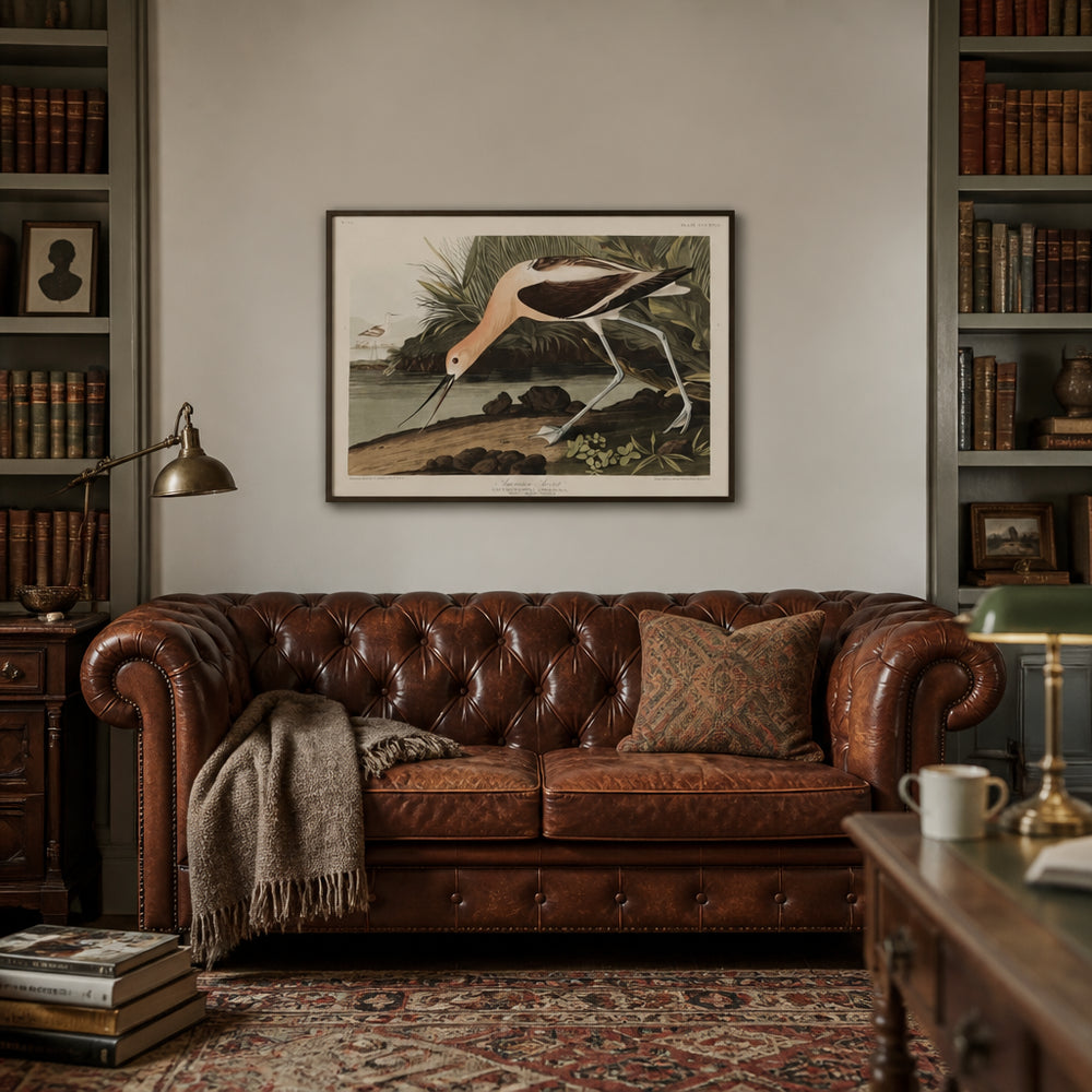 Room mockup featuring American Avocet Art Print