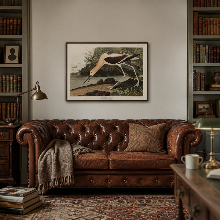 Room mockup featuring American Avocet Art Print