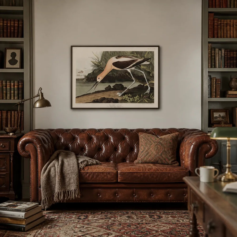 American Avocet Art Print in a room setting