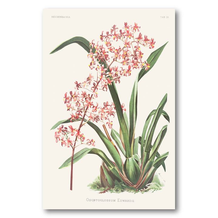 Odontoglossum edwardii vintage orchid art print
