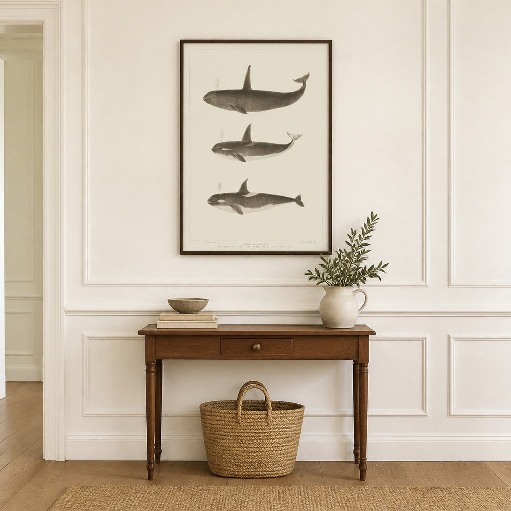 Orca Whale Scientific Illustration framed in a light country home