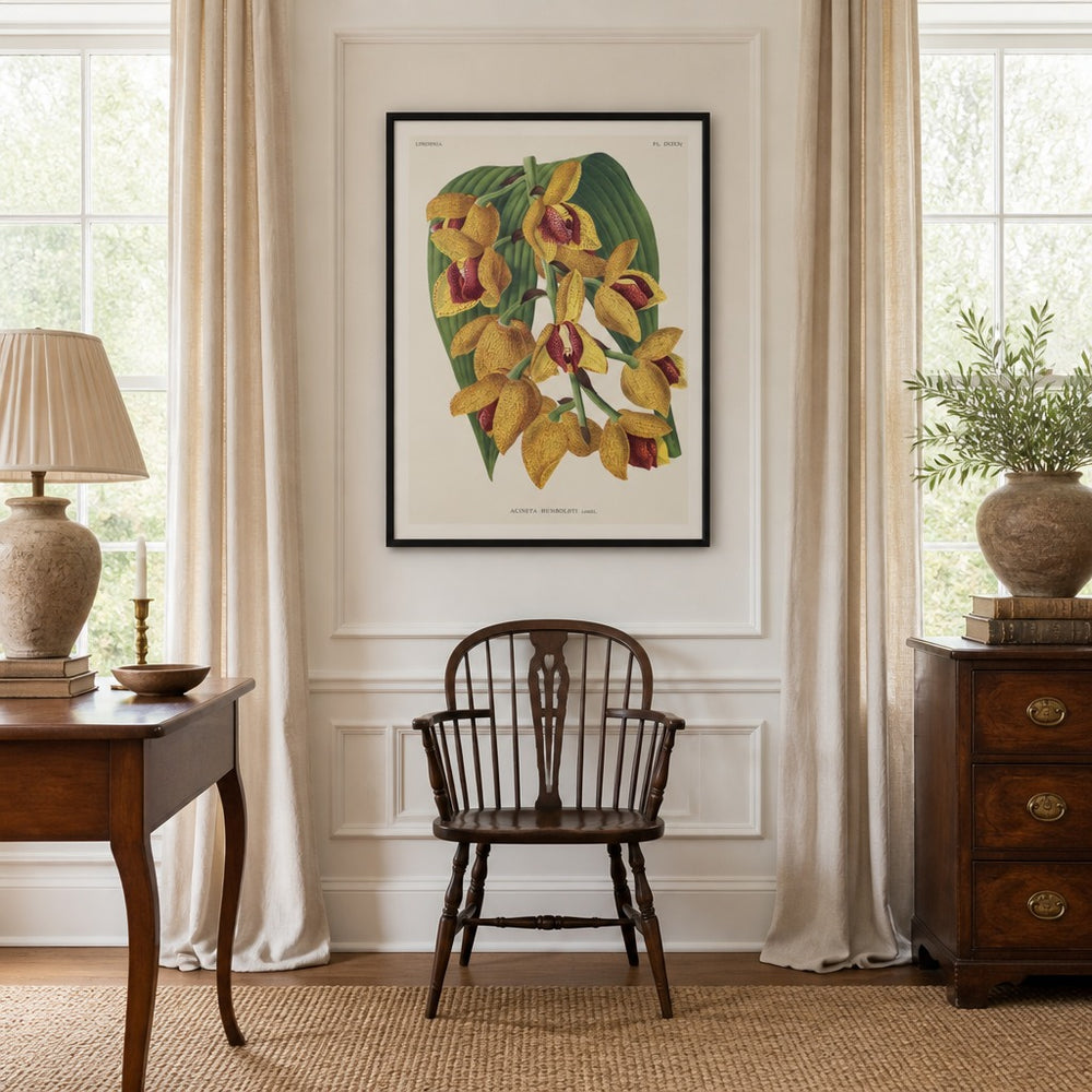 Acineta humboldtii orchid art print framed in a traditional home