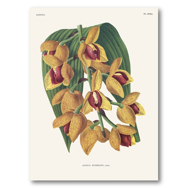 Orchid – Acineta humboldtii Art Print