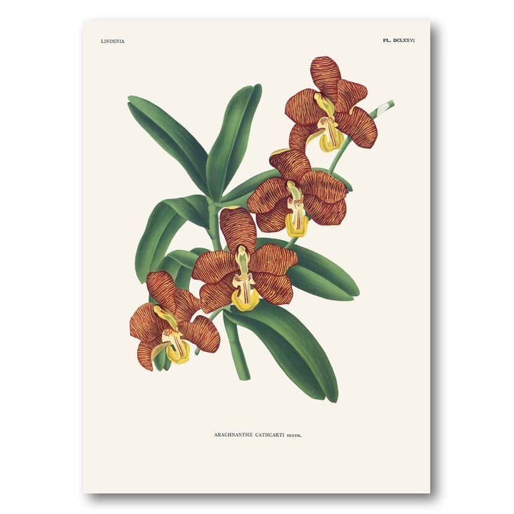 Orchid – Arachnanthe cathcartii Art Print