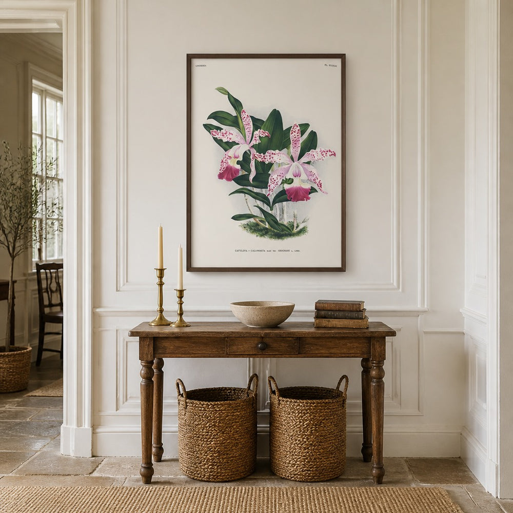 Cattleya × calummata orchid art print framed in a traditional home