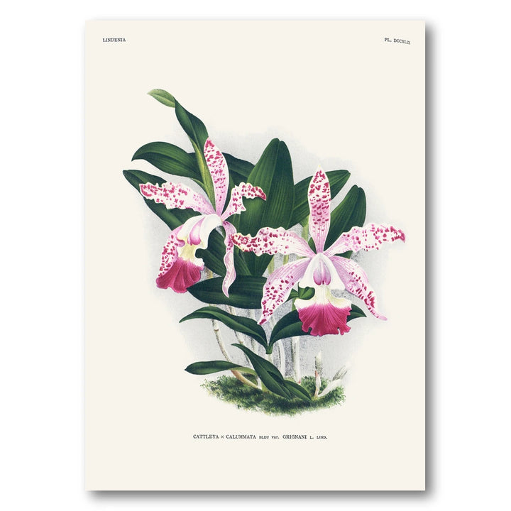 Orchid – Cattleya × calummata Art Print
