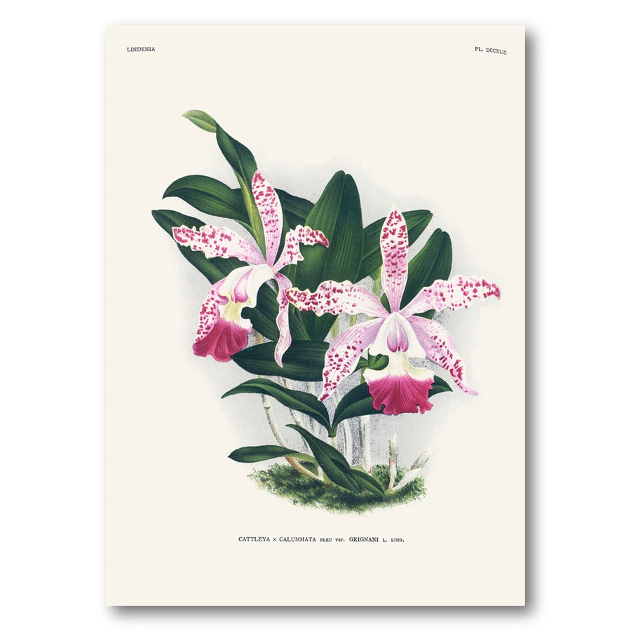 Orchid – Cattleya × calummata Art Print