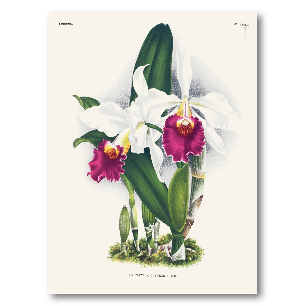 Orchid – Cattleya × clymene Art Print