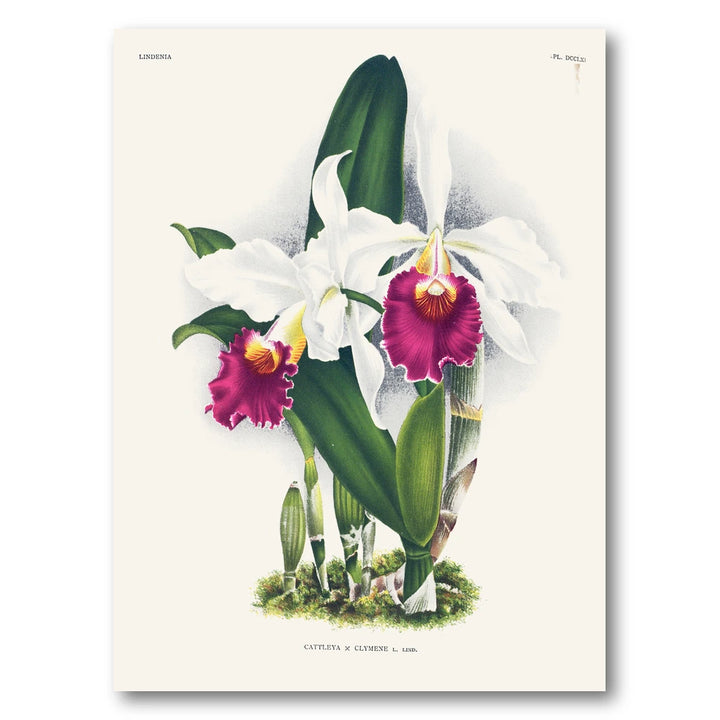Orchid – Cattleya × clymene Art Print