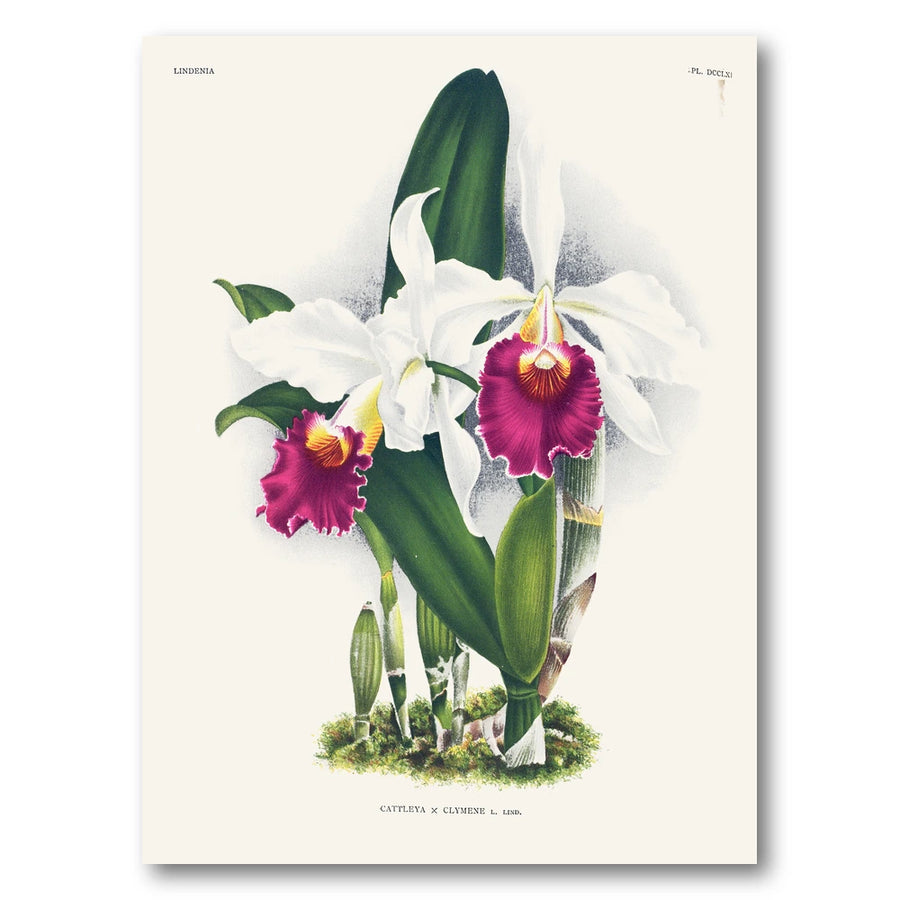 Orchid – Cattleya × clymene Art Print