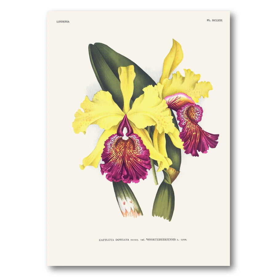 Orchid – Cattleya dowiana Art Print