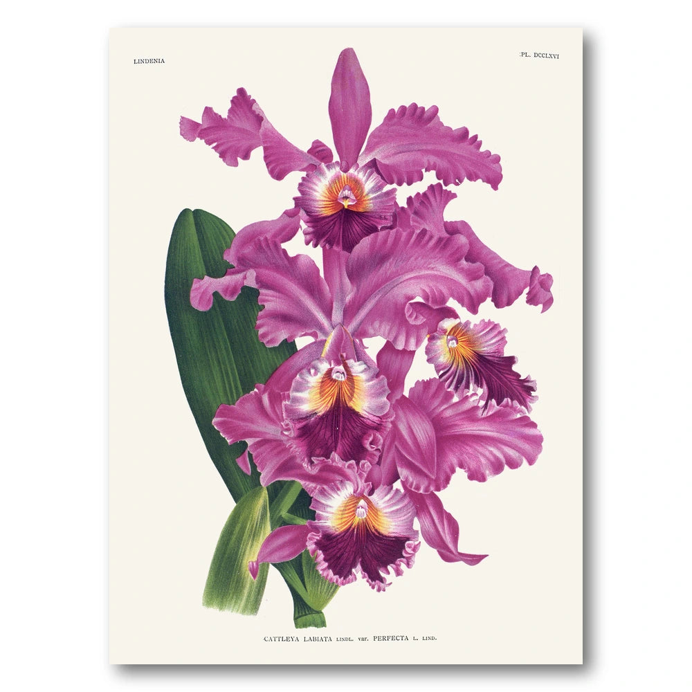 Orchid – Cattleya labiata Art Print