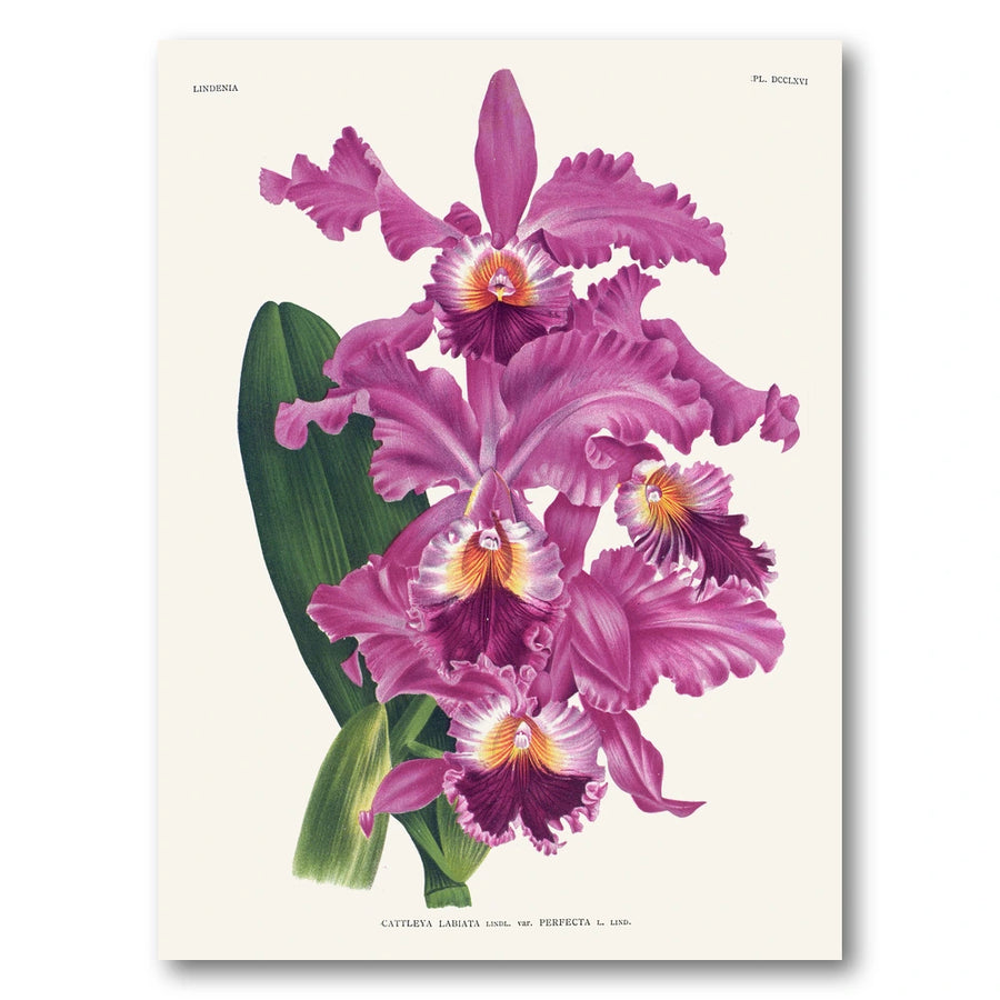 Orchid – Cattleya labiata Art Print