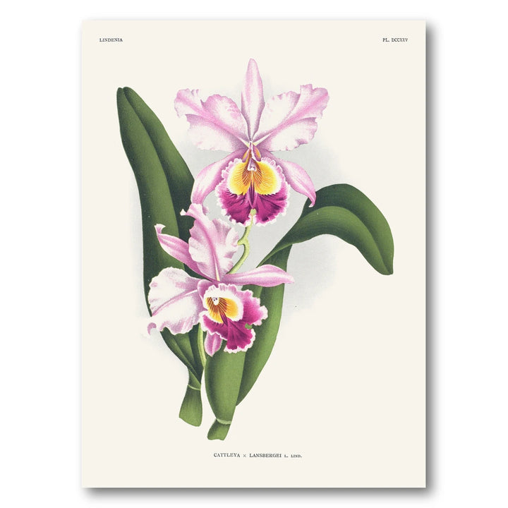 Orchid – Cattleya × lansbergei Art Print