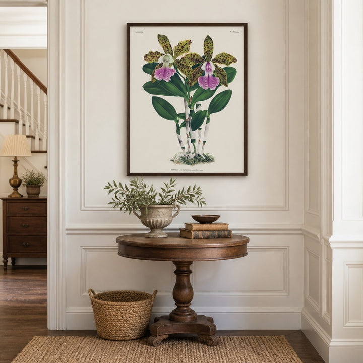 Cattleya × Memoria Bleui orchid art print framed in a traditional home