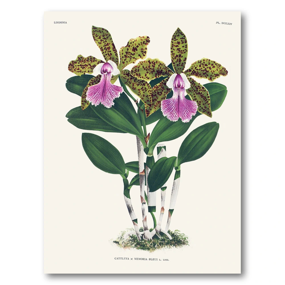 Orchid – Cattleya × Memoria Bleui Art Print