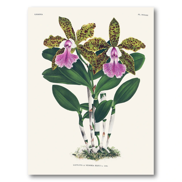Orchid – Cattleya × Memoria Bleui Art Print