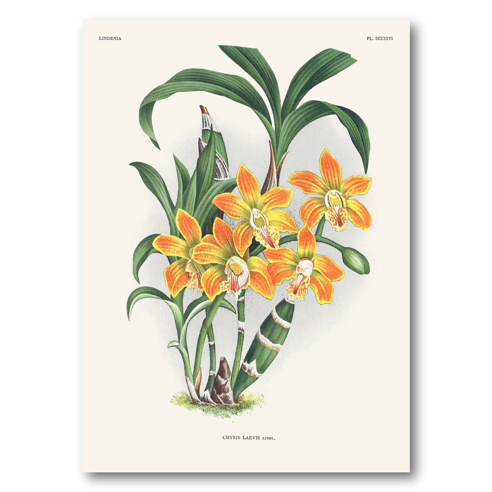 Orchid – Chysis laevis Art Print