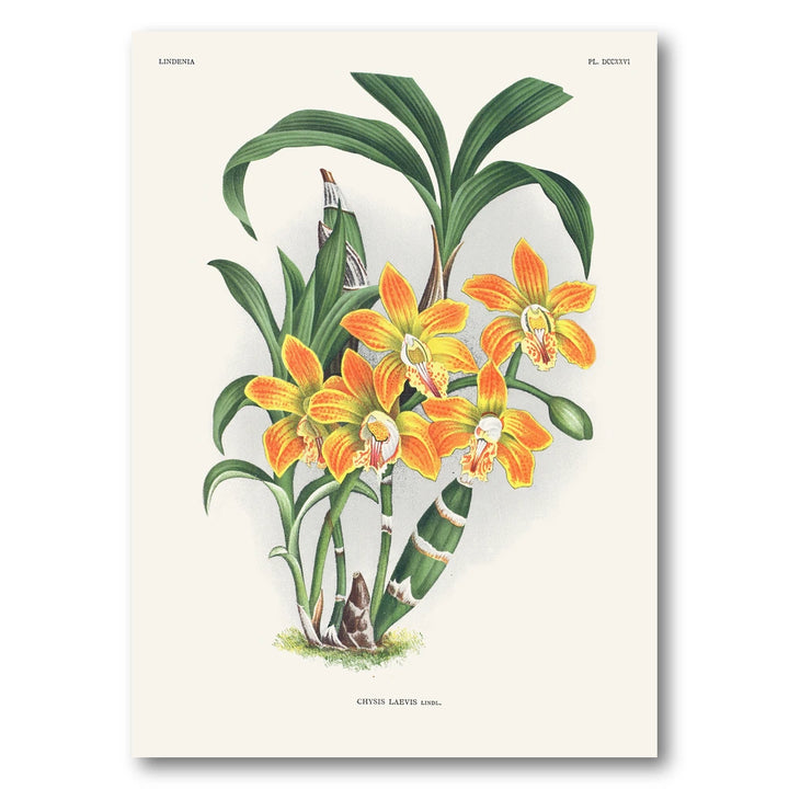 Orchid – Chysis laevis Art Print
