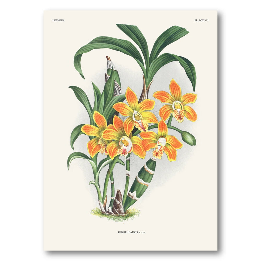 Orchid – Chysis laevis Art Print