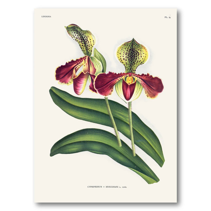 Orchid – Cypripedium × beeckmanii Art Print