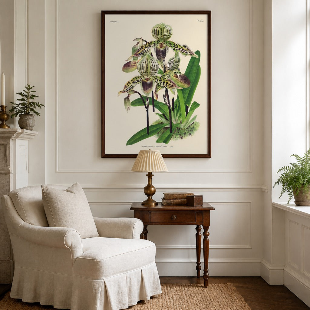 Cypripedium × bruxellense orchid art print framed in a traditional home