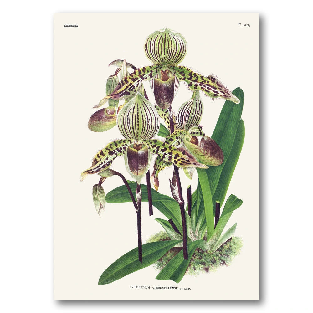 Orchid – Cypripedium × bruxellense Art Print