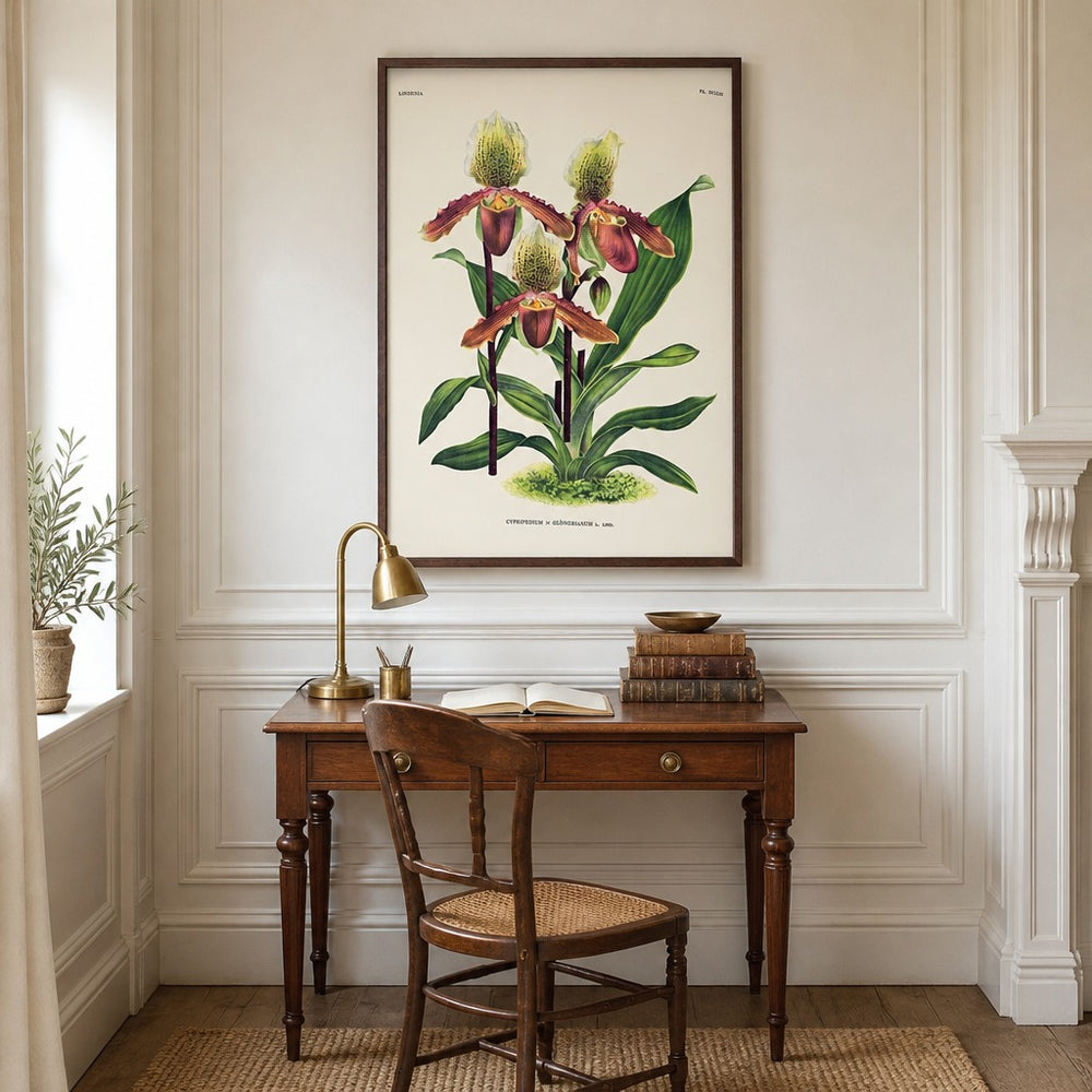 Cypripedium × glonerianum orchid art print framed in a traditional home