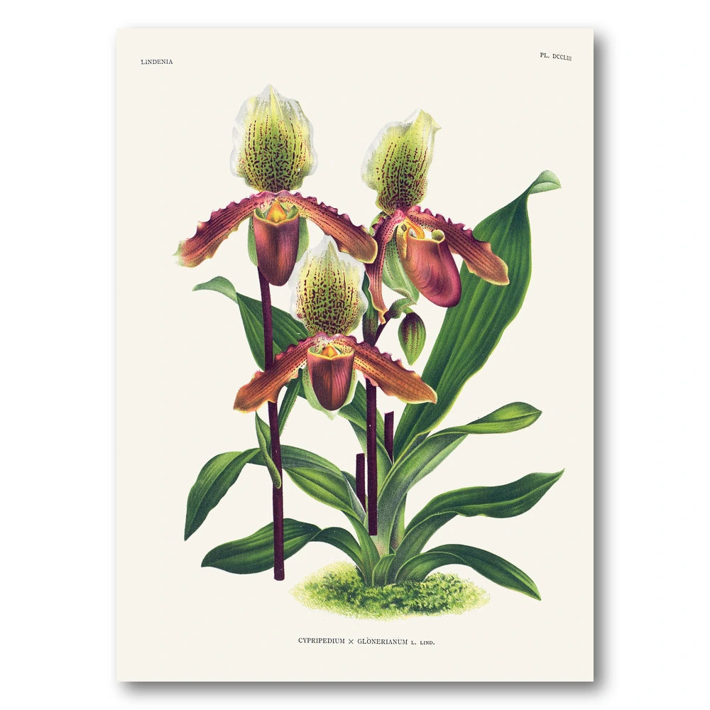 Orchid – Cypripedium × glonerianum Art Print