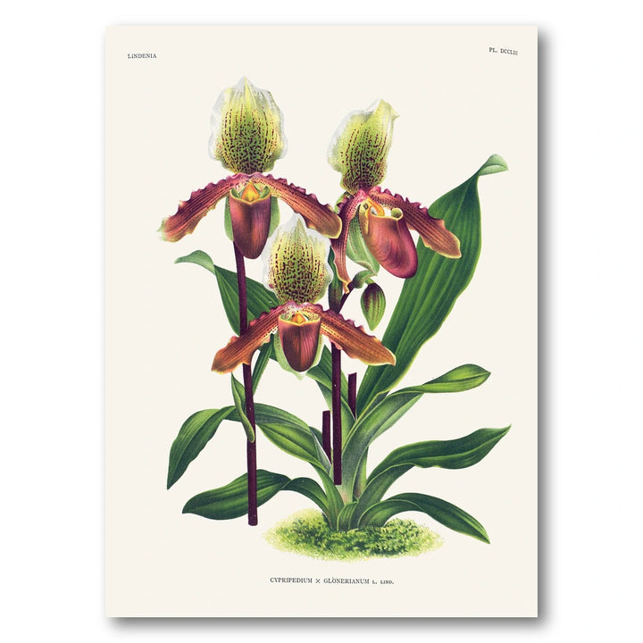 Orchid – Cypripedium × glonerianum Art Print