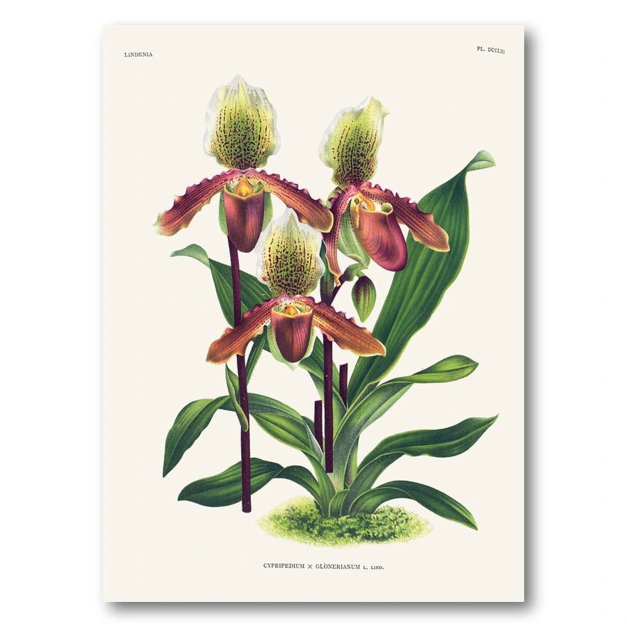 Orchid – Cypripedium × glonerianum Art Print